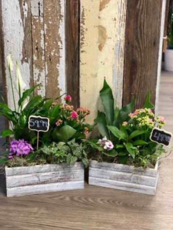 Grandma's Window Box One Rose Florist of Jonesboro