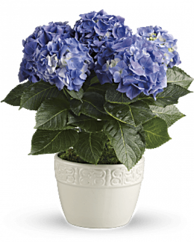 <p>Have you ever seen a happier plant? The hydrangea's beautiful, billowing blooms are beloved by all. Send this 6-inch potted blue hydrangea plant as a housewarming gift or simply to brighten someone's day with a living gift.<br />
Container may vary based on availability.</p>