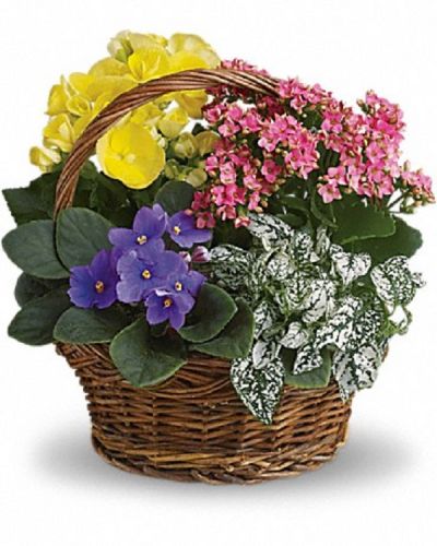 <div class="m-pdp-tabs-description">
<div id="mark-1" class="m-pdp-tabs-marketing-description">

Sing a song of spring by sending this gorgeous basket full of spring's prettiest plants. Send someone special this sweet mix of bright colors and terrific textures.

</div>
</div>
A purple African violet, yellow begonia, pink kalanchoe and white hypoestes are arranged in a pretty round basket. It's blooming beautiful.